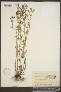 Hedyotis longifolia image