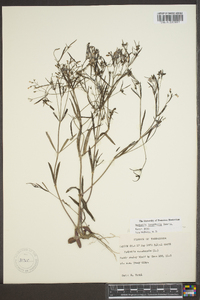 Hedyotis longifolia image