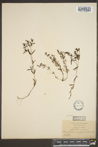 Hedyotis longifolia image