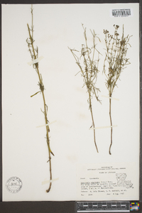 Stenaria nigricans image