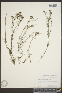 Stenaria nigricans image