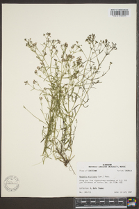 Stenaria nigricans image