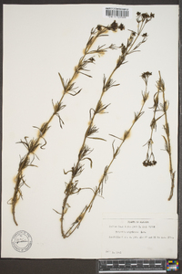 Stenaria nigricans image