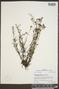 Stenaria nigricans var. nigricans image