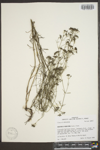 Stenaria nigricans image