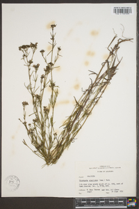 Stenaria nigricans image