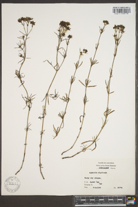 Stenaria nigricans var. nigricans image