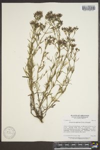 Stenaria nigricans image