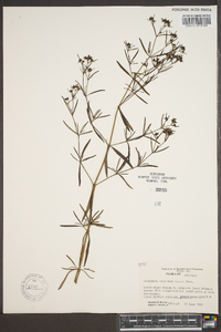 Stenaria nigricans image