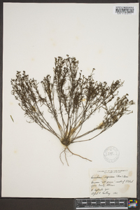 Stenaria nigricans var. nigricans image