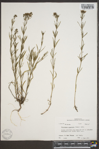 Stenaria nigricans image