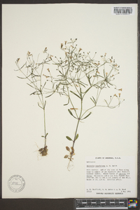 Houstonia ouachitana image