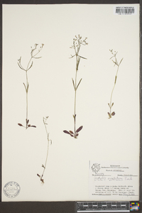 Houstonia ouachitana image