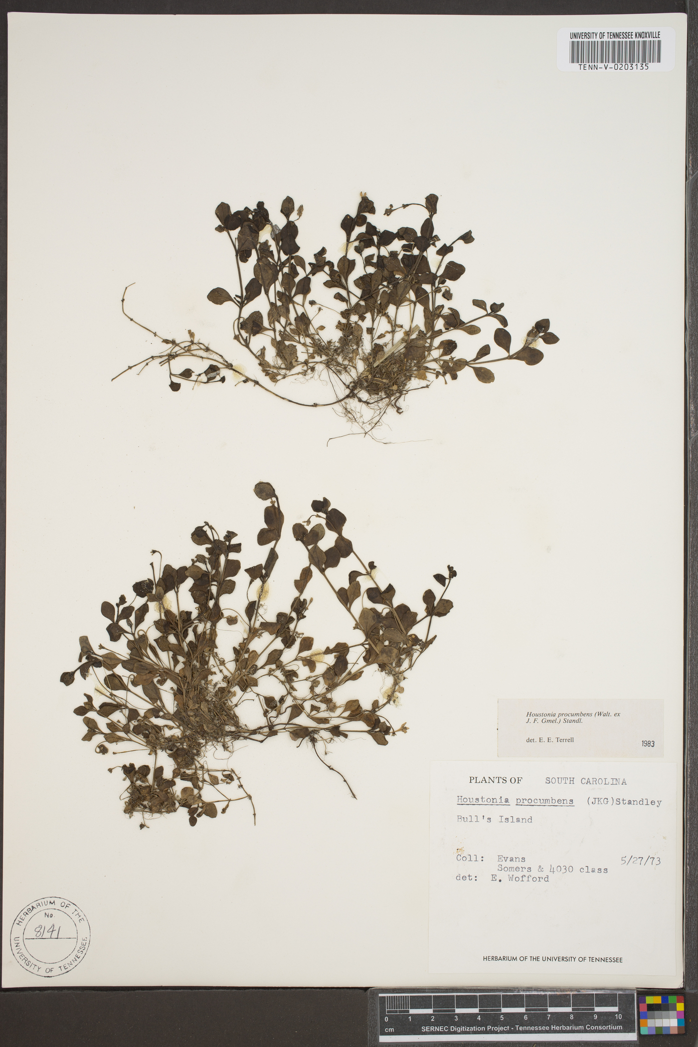 Hedyotis procumbens image