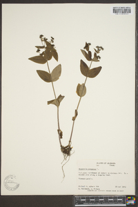 Hedyotis purpurea image