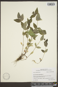 Hedyotis purpurea image