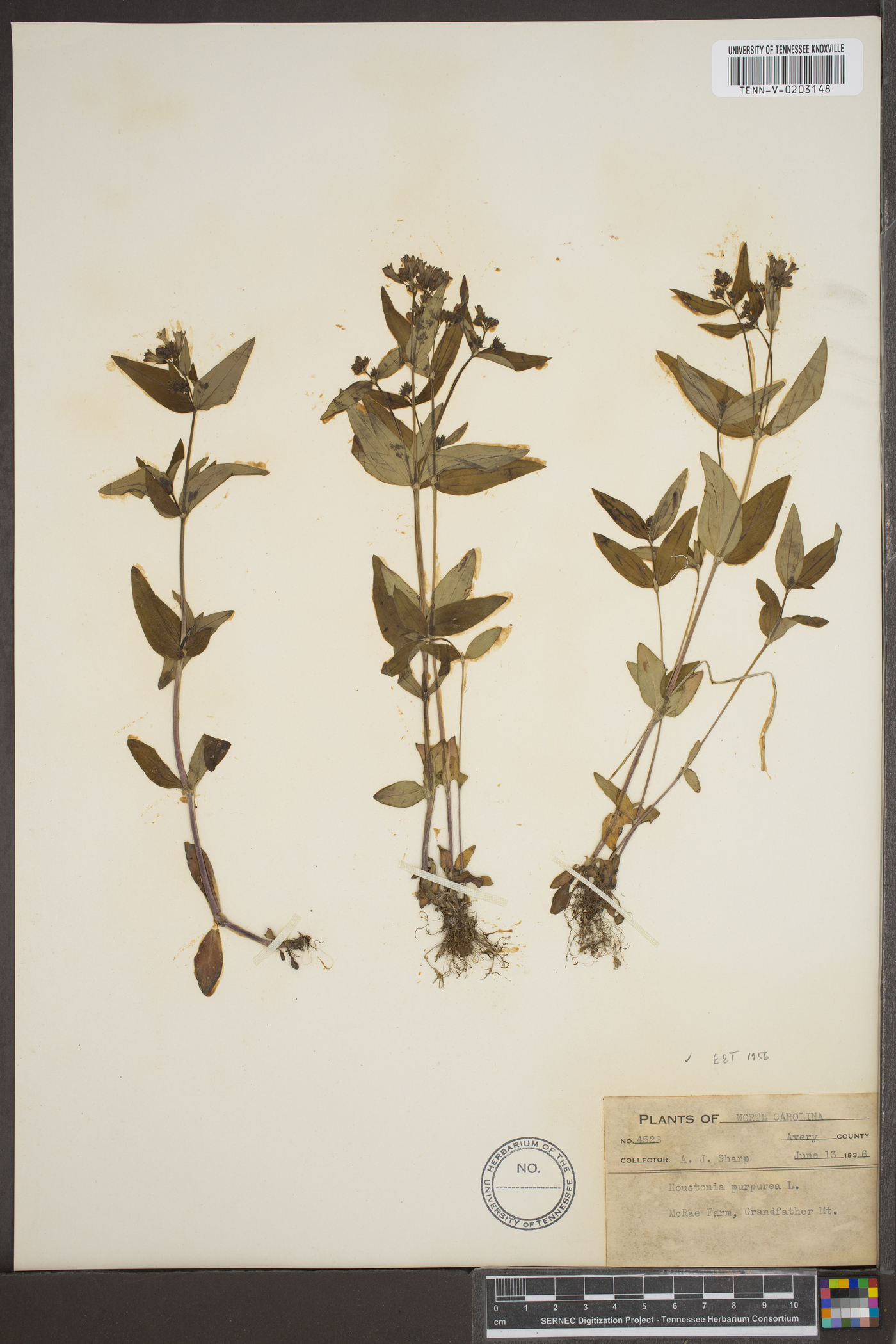 Hedyotis purpurea image