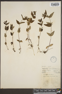 Hedyotis purpurea image