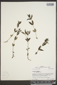 Hedyotis purpurea image