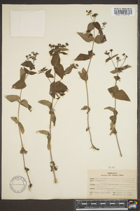 Hedyotis purpurea image