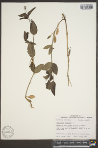 Hedyotis purpurea image