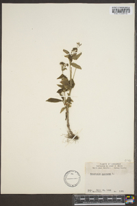 Hedyotis purpurea image