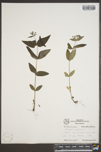 Hedyotis purpurea image