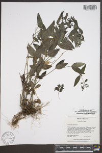 Hedyotis purpurea image