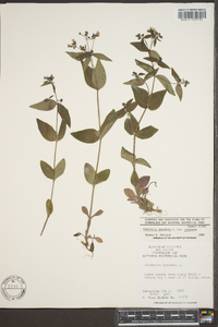 Hedyotis purpurea image