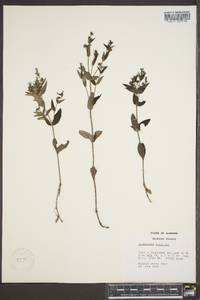 Hedyotis purpurea image