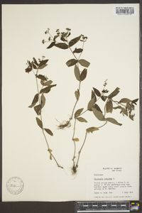 Hedyotis purpurea image