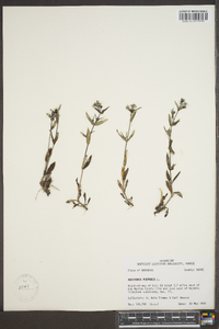 Hedyotis purpurea image