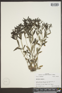 Hedyotis purpurea image