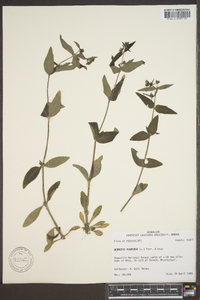 Hedyotis purpurea image