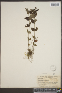 Hedyotis purpurea image