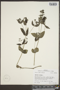 Hedyotis purpurea image