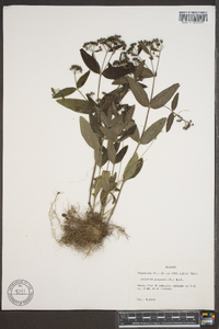 Hedyotis purpurea image