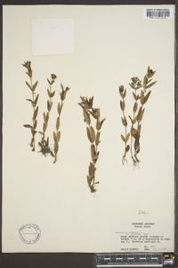 Hedyotis purpurea image