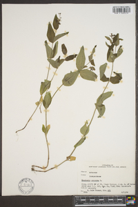 Hedyotis purpurea image