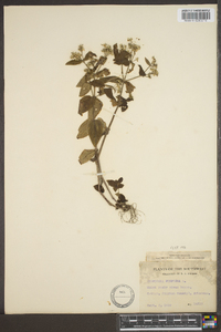 Hedyotis purpurea image