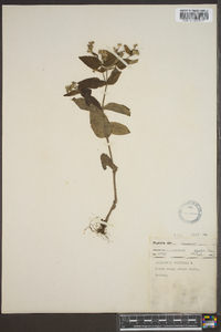 Hedyotis purpurea image