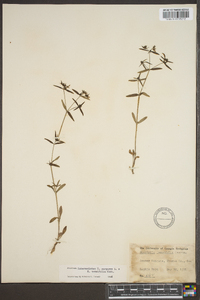 Hedyotis purpurea image