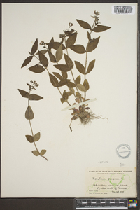 Hedyotis purpurea image