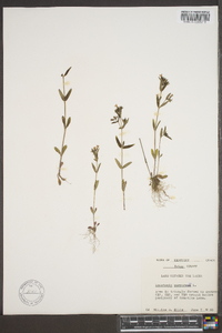 Hedyotis purpurea image