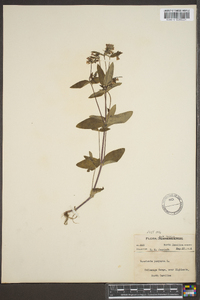 Hedyotis purpurea image