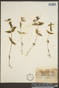 Hedyotis purpurea image