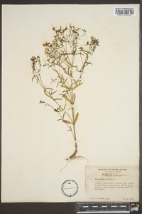 Hedyotis purpurea image