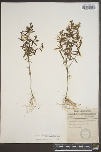 Hedyotis purpurea image