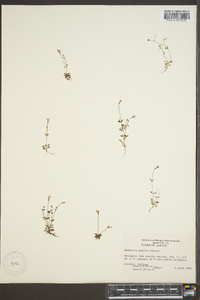 Houstonia pusilla image