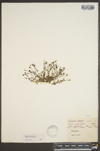 Houstonia pusilla image